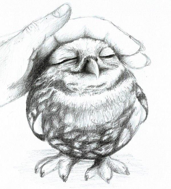 10 Clever Owl Drawings for Inspiration - Hative