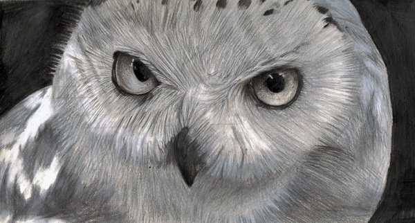 10+ Clever Owl Drawings for Inspiration - Hative