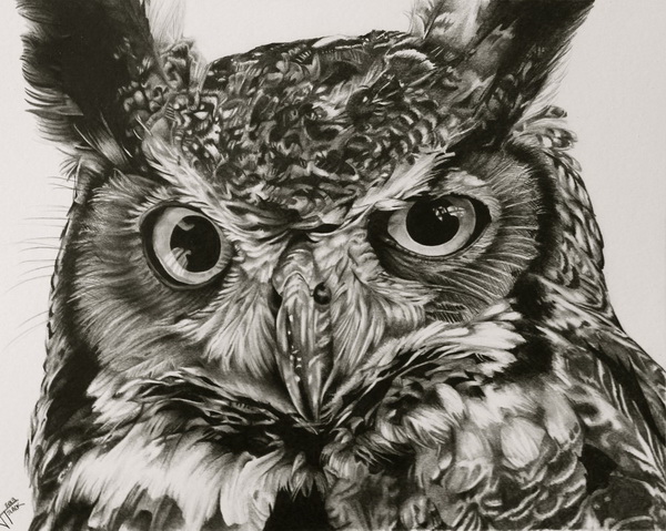 10 Clever Owl Drawings  for Inspiration Hative