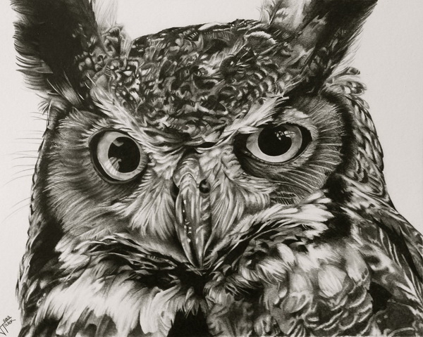 owl sketch art