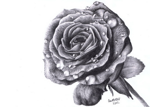 10+ Beautiful Rose Drawings for Inspiration - Hative