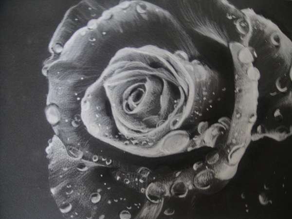 10+ Beautiful Rose Drawings for Inspiration - Hative