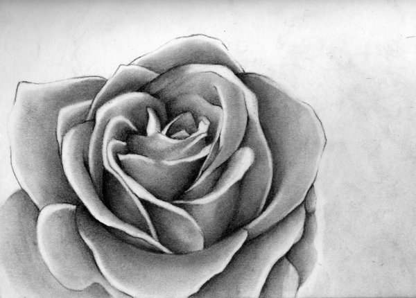 10+ Beautiful Rose Drawings for Inspiration - Hative