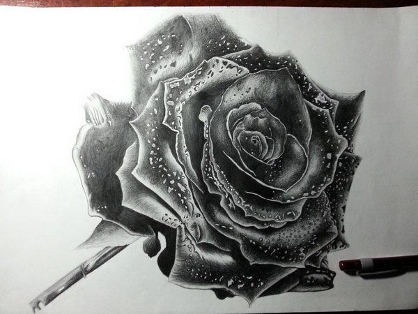 10 Beautiful Rose Drawings for Inspiration - Hative