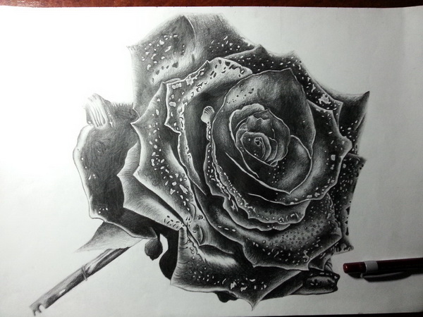 10+ Beautiful Rose Drawings for Inspiration - Hative