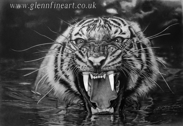 10 Cool Tiger Drawings for Inspiration - Hative