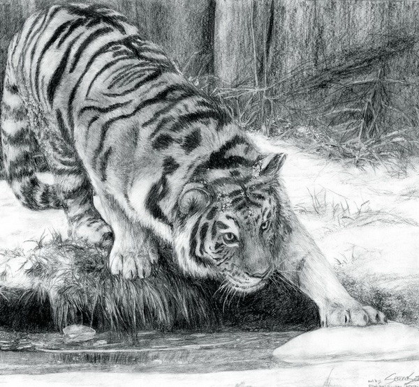 10+ Cool Tiger Drawings for Inspiration - Hative