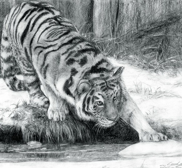 10 Cool Tiger Drawings for Inspiration - Hative