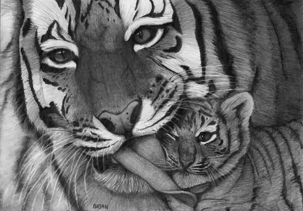 10 Cool Tiger Drawings for Inspiration - Hative