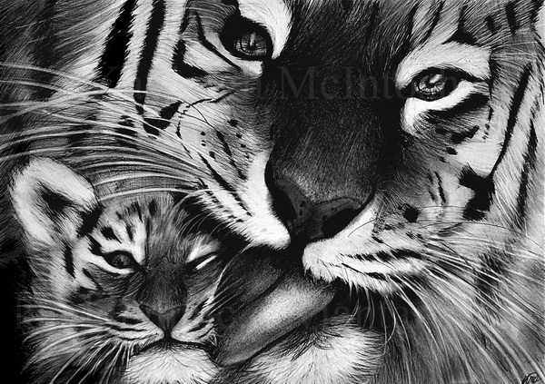 cool tigers drawings