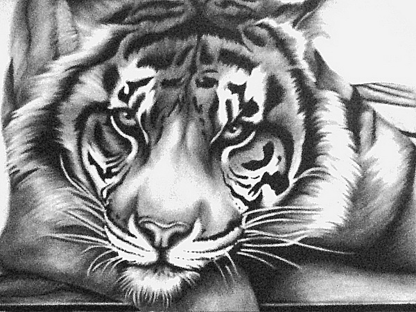 10+ Cool Tiger Drawings for Inspiration - Hative