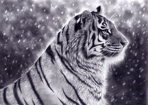 cool tigers drawings