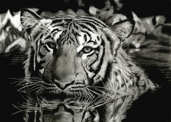 draw to face how real Drawings for  Cool   10 Hative Inspiration Tiger