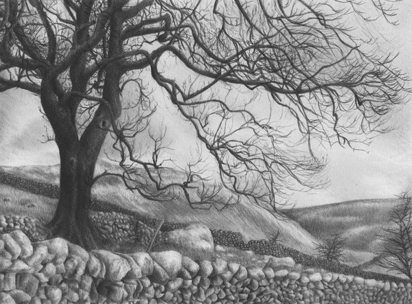 Forest Pencil Drawing Images  Free Download on Freepik
