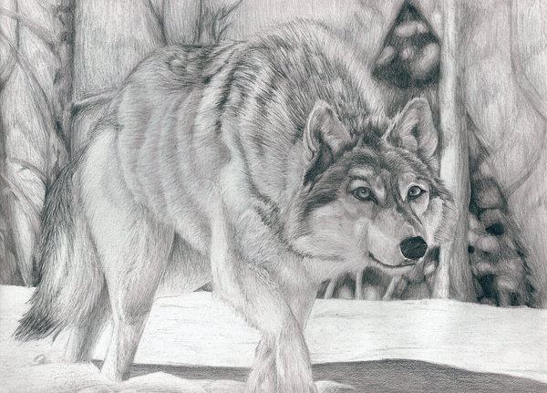 10+ Cool Wolf Drawings for Inspiration - Hative