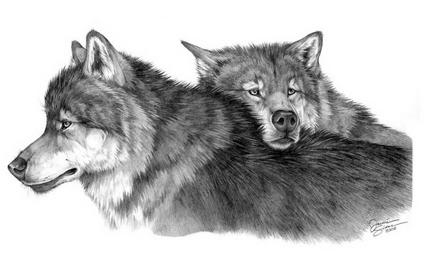 A wolf drawing : r/drawing