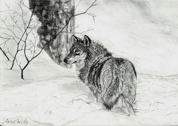 cool wolf drawings in pencil
