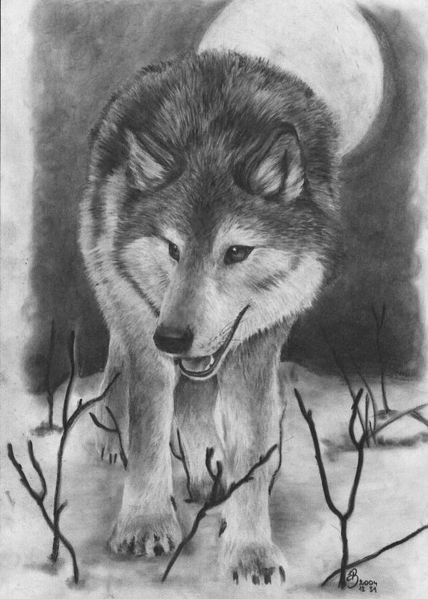 10+ Cool Wolf Drawings for Inspiration Hative