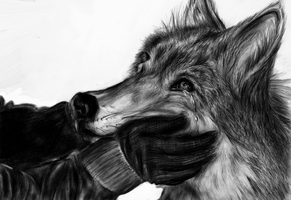 10+ Cool Wolf Drawings for Inspiration - Hative