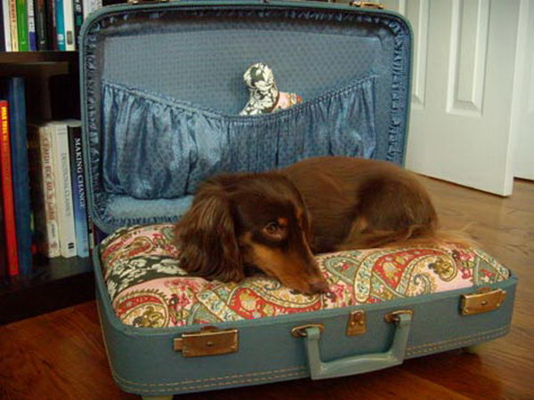 Cool Pet Bed Ideas. Unused stuff at your home can be recycled and turned into pet beds that looks packed yet stylish.