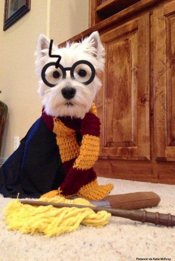 20 Cool Pet Costumes for Halloween - Hative