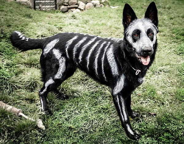 Cool Pet Costumes for Halloween.