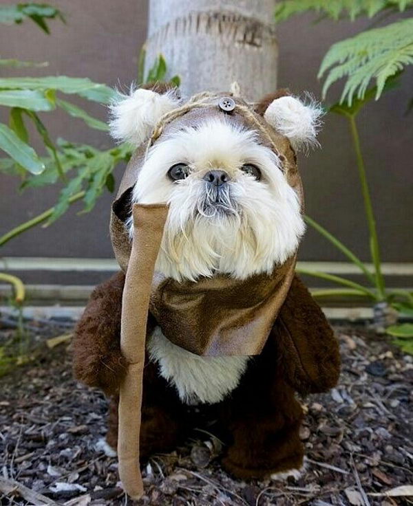 20 Cool Pet Costumes for Halloween - Hative