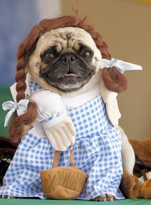 20 Cool Pet Costumes for Halloween Hative