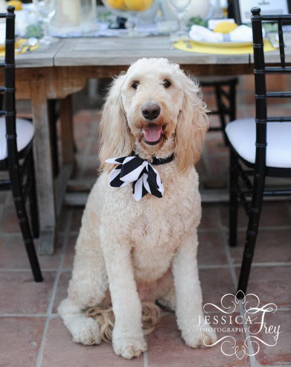 adorable flower collar. A fun and funky fashion statement for your pet.