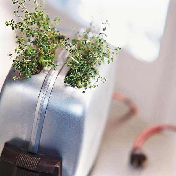 Toaster indoor garden.