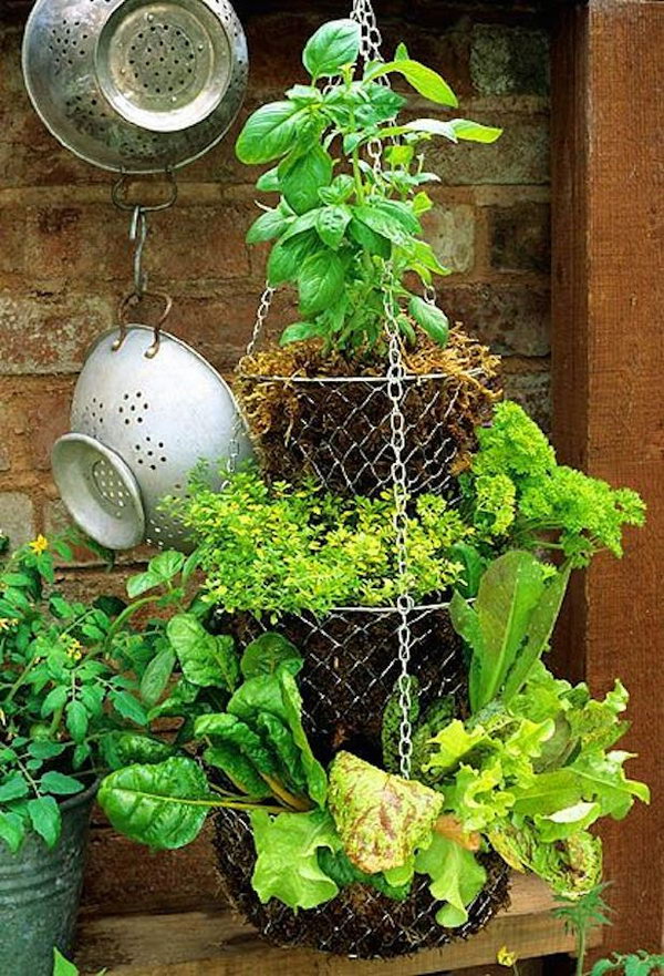 hanging basket gardening vertical garden cool plants hative wall source succulents grow