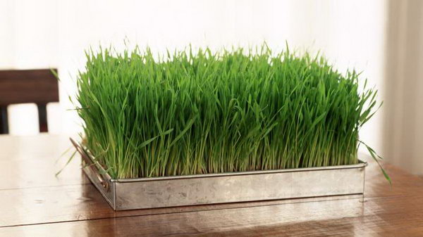 Wheatgrass Centerpiece. Create a rustic wedding style for fresh decor style with this growing wheatgrass used for place settings or centerpieces. Embrace your wedding ceremony with this pop of green in modern decoration style.