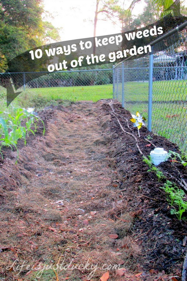 35+ Creative Garden Hacks & Tips That Every Gardener Should Know - Hative