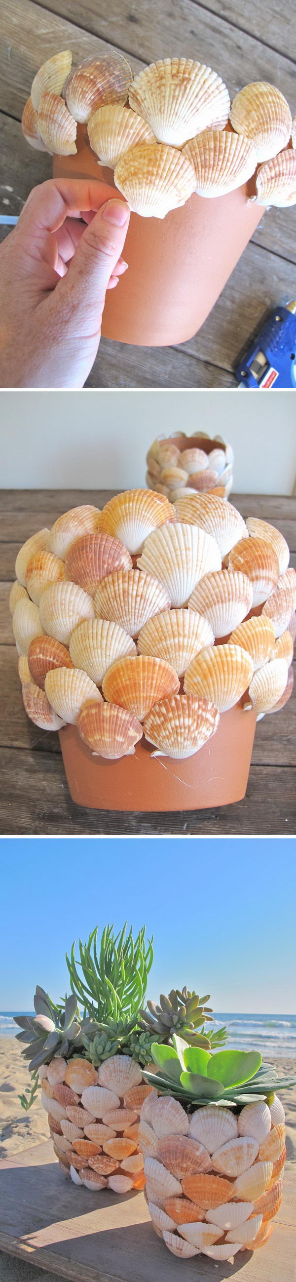 DIY Seashell Succulent Planter. 