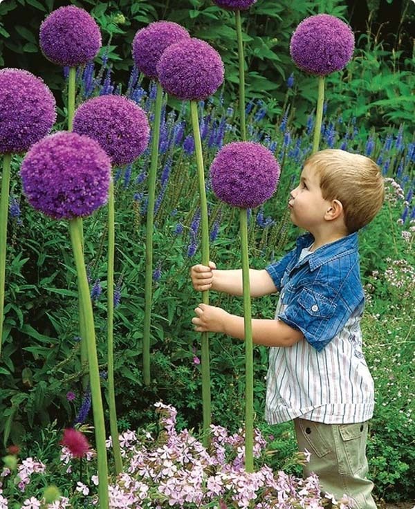 Giant Allium Flowers. 