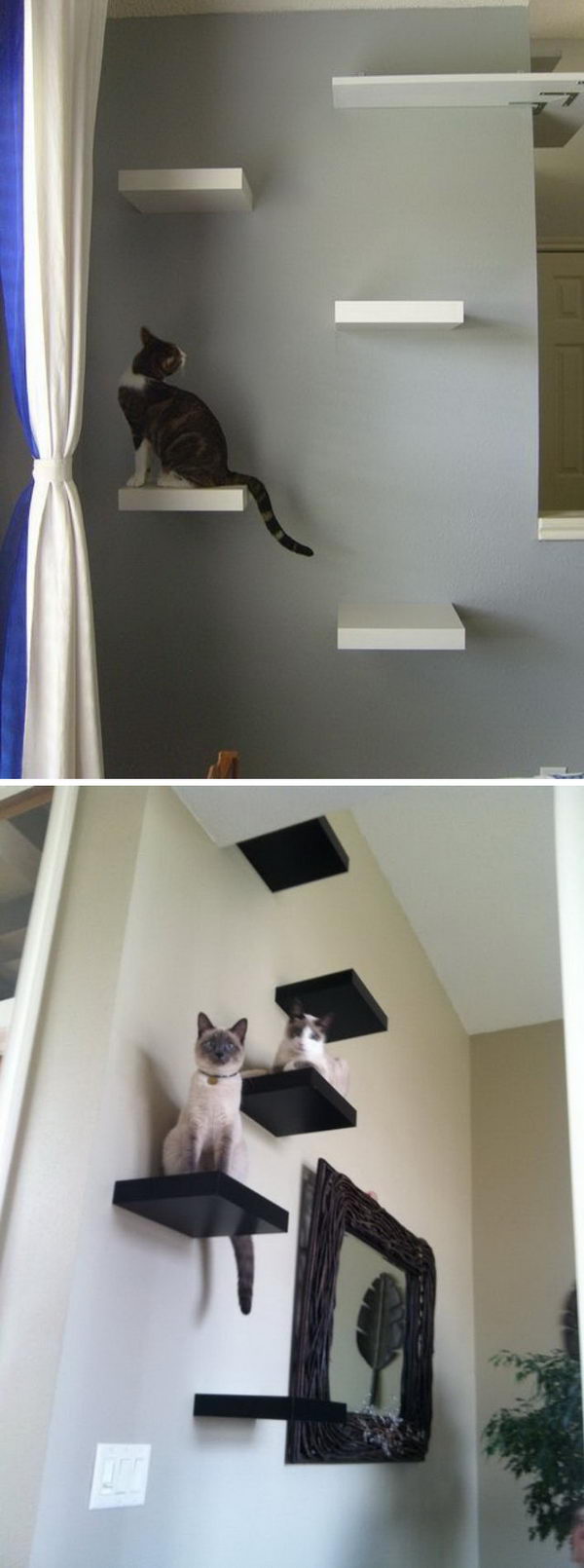 Lovely Cat Shelves. 