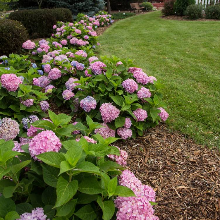 Flower Bed Along Fence Line. 