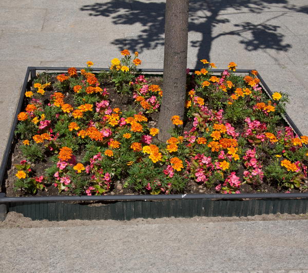 Square Flower Bed around Tree. 