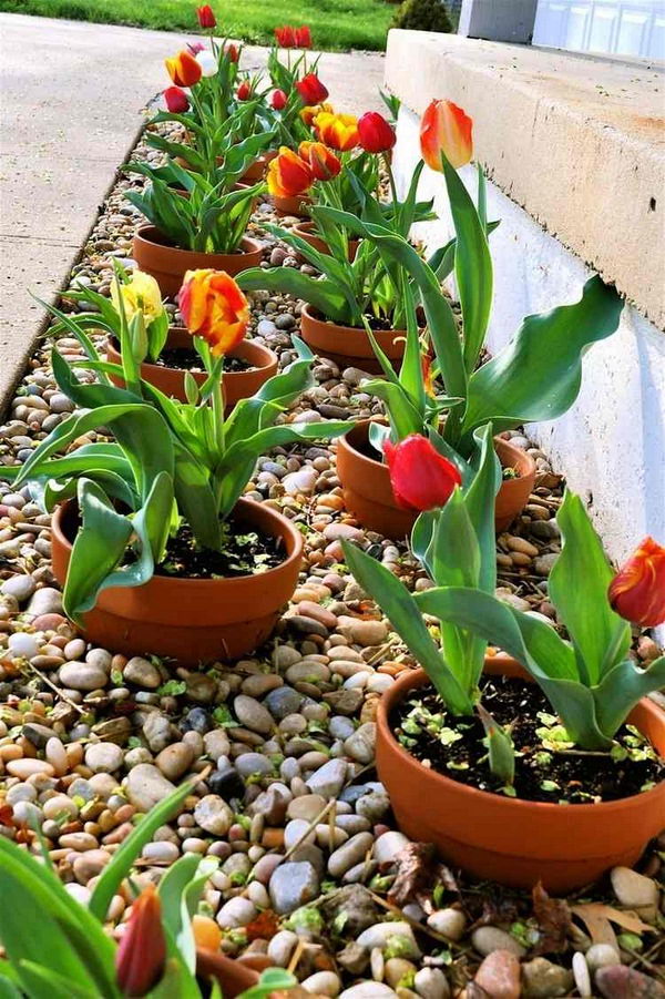 Simple Flower Bed with Potted Plants on Gravel and Stones. 