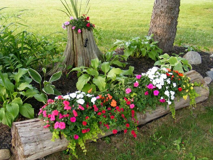 Flower Bed on Log. 